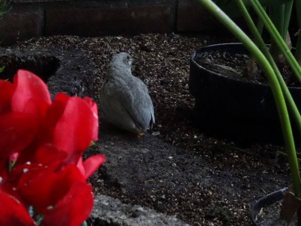 Het is bijna lente! - Kom je ook naar de kinderboerderij?
