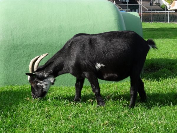 Kinderboerderijendag